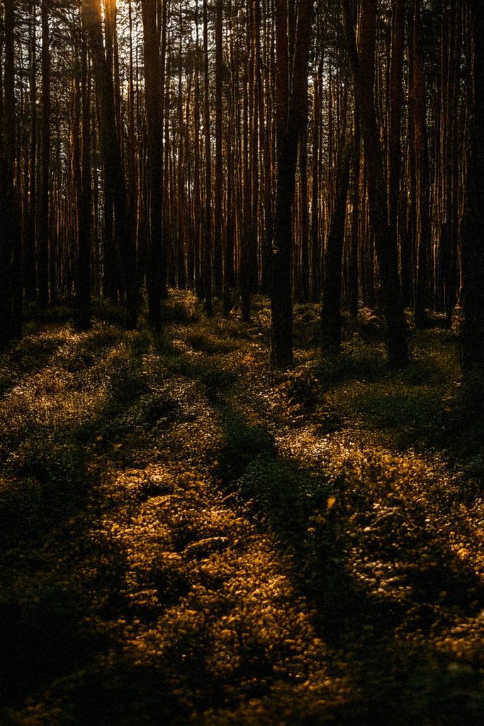 foret